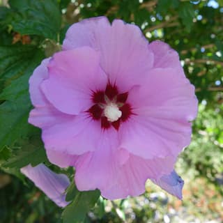 Rose of Sharon
