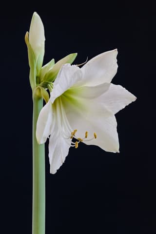 Amaryllis / Hippeastrum (genus)