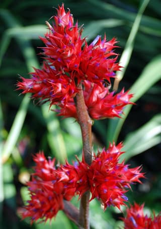 Bromelia hohenbergia