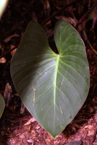 Homalomena