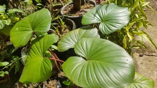 Homalomena rubescens