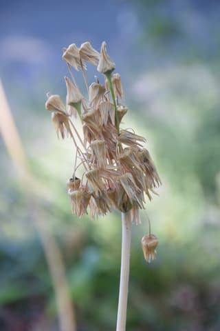 Hosta 'Fire and Ice'