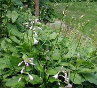 Hosta de Fortune