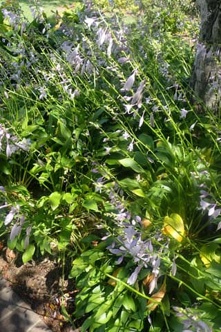 Narrow-leaved Plantain Lily