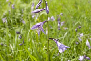 Hosta-de-Folhas-Estreitas