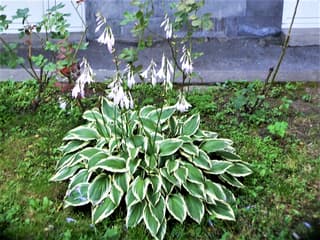 Wavy-Leaf Plantain Lily