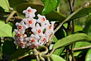 Wasbloem