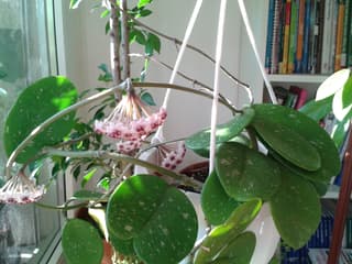 Obovata Wax Plant