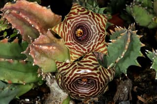 Planta Salvavidas