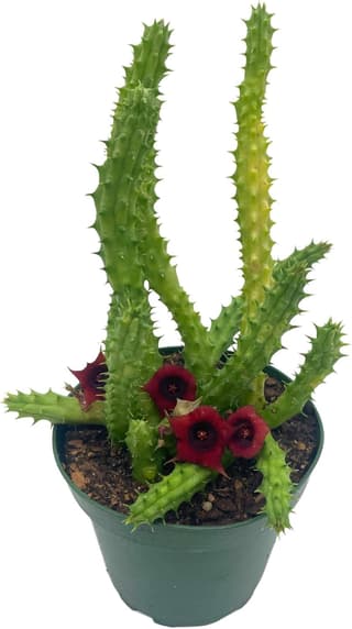 Red Dragon Flower