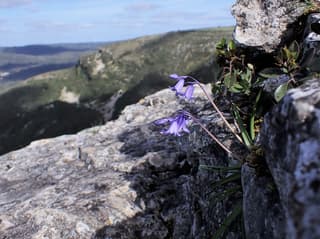 Spanish Bluebell