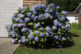 Hydrangea