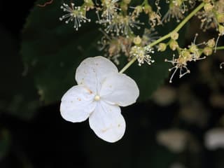 Hortênsia-trepadeira