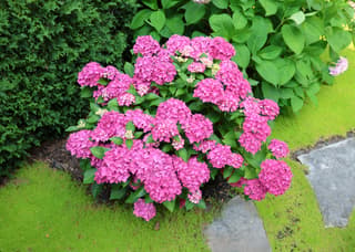 Bigleaf Hydrangea