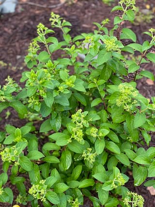 Mountain Hydrangea