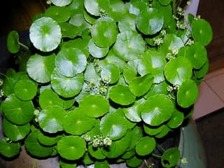 Hidrocótile (gênero)