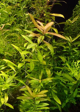 Dwarf Hygrophila