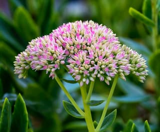 Sedum Otoñal