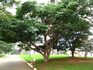 Jatobá