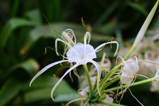 Lirio araña