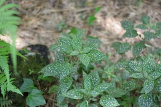 Polka Dot Plant (genus)