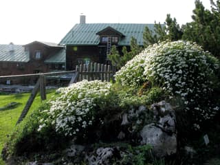 Iberis
