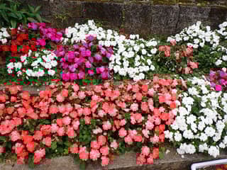 Impatiens da Nova Guiné