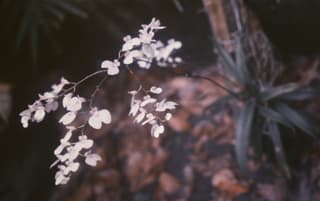 Ionopsis