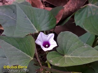 Sweet Potato