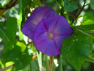 Corda-de-viola