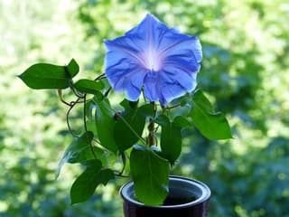Japanese Morning Glory