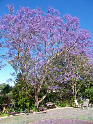Jacarandá-Mimoso