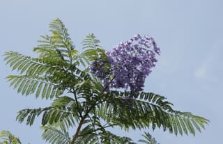 Jacarandá-Mimoso