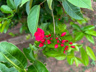 Jatropha (genus)
