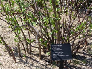 Drakenbloedplant