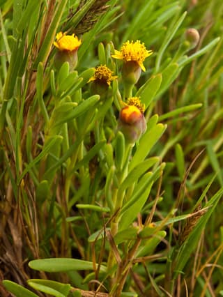 Jaumea