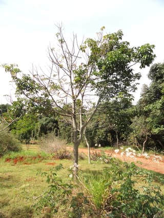 Anda-assu