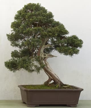 Juniper