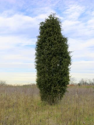 Eastern Red Cedar