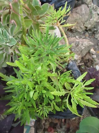 Horned-leaf Kalanchoe