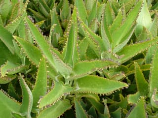 Mother of Thousands
