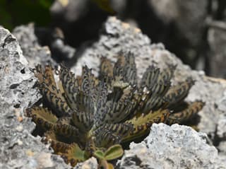 Mother of Millions Hybrid