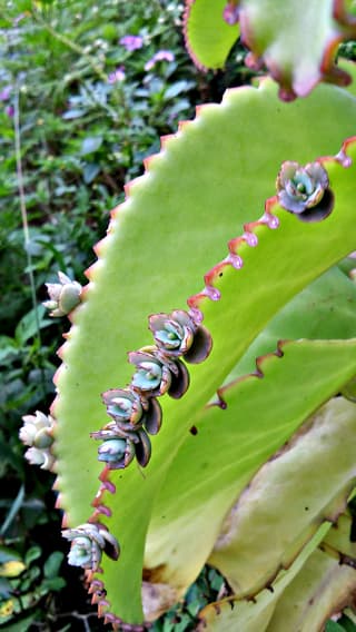Big Mama Kalanchoe