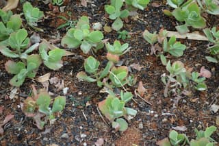 Kalanchoe de acantilado Tugela