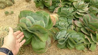 Flapjack Plant