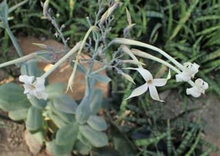 Kalanchoe Marmoreado