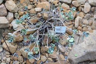 Millot Kalanchoe