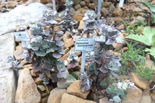 Kalanchoe rhombopilosa