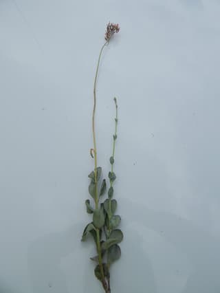 Kalanchoe