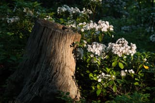 Mountain Laurel
